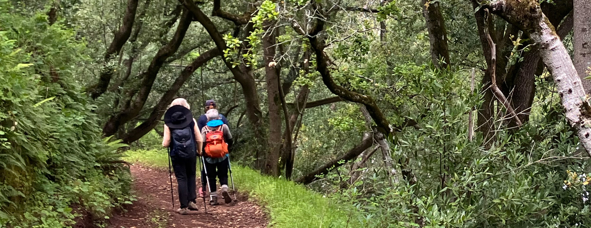 Golden Gate Park’s Oak Woodlands